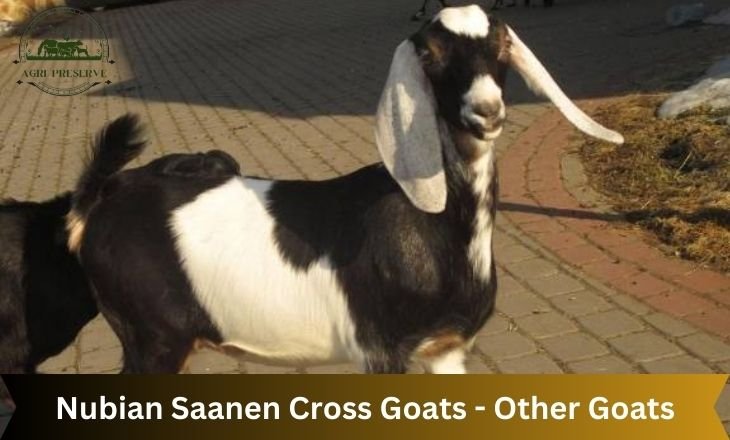 Nubian Saanen Cross Goats - Other Goats