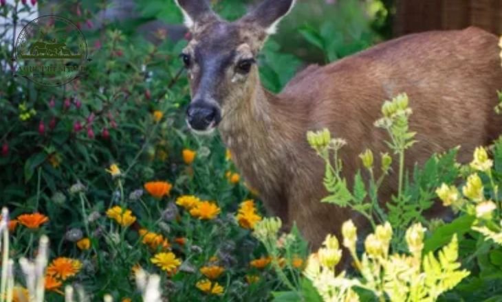 deer proofing garden