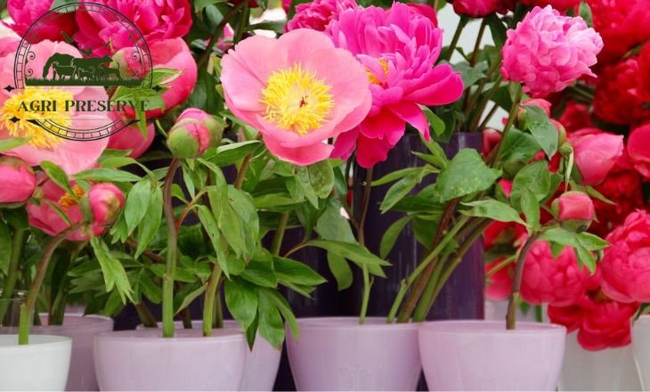 How To Care For Cut Peonies