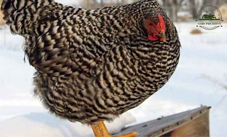 Dominique Chicken - All About the Dominique Breed