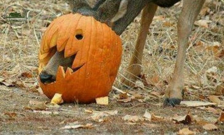 do deer like pumpkins