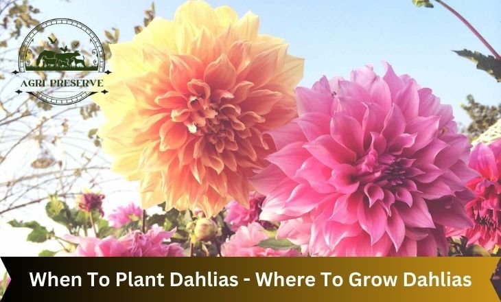 When To Plant Dahlias - Where To Grow Dahlias (1)