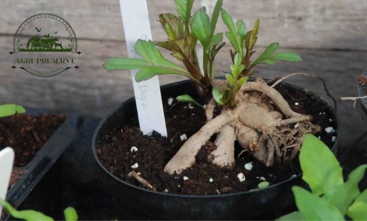 planting dahlia tubers