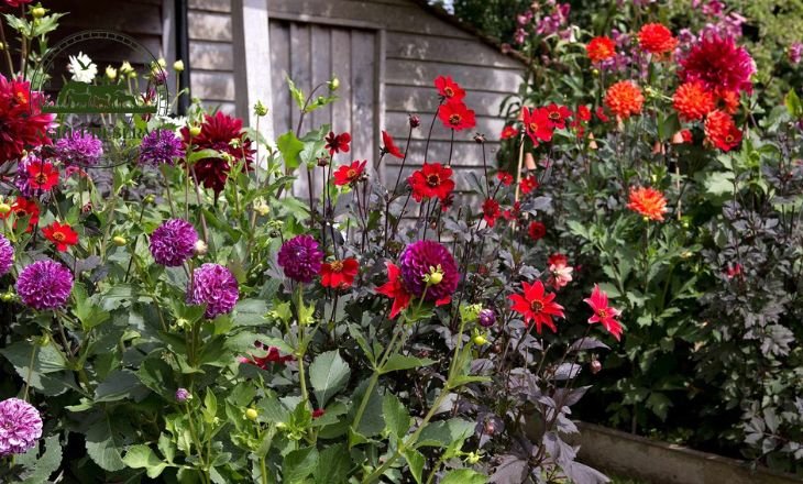 When To Plant Dahlias 