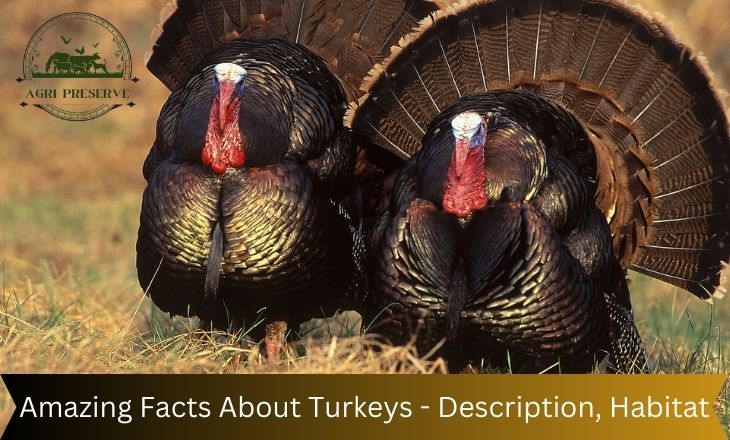 Amazing Facts About Turkeys