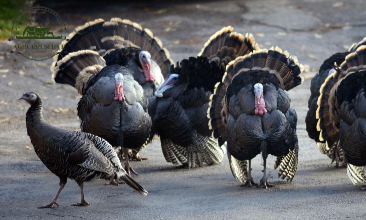  Both Male And Female Turkeys Gobble