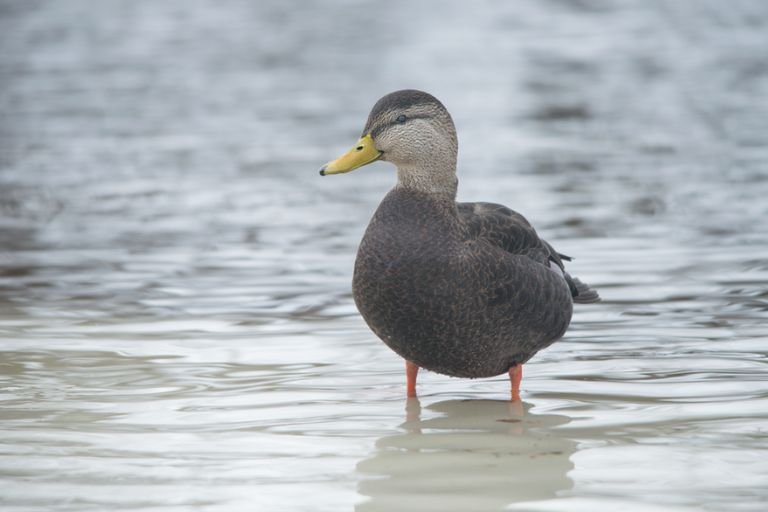 American Black Duck