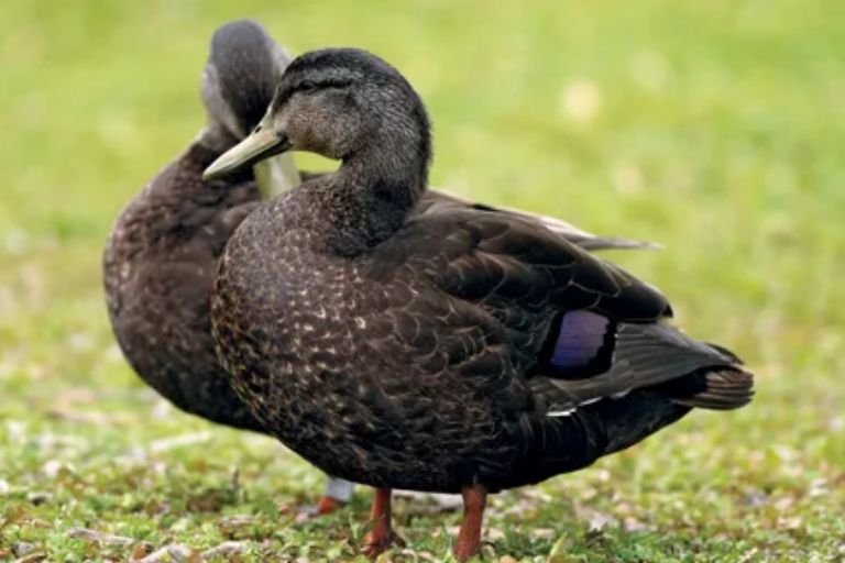 Black Ducks