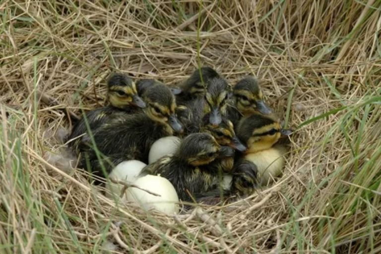 American Black Duck Baby