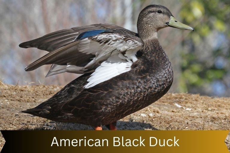 American Black Duck