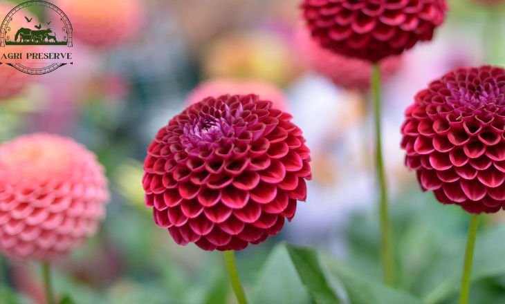 Best Dahlias For Cut Flowers