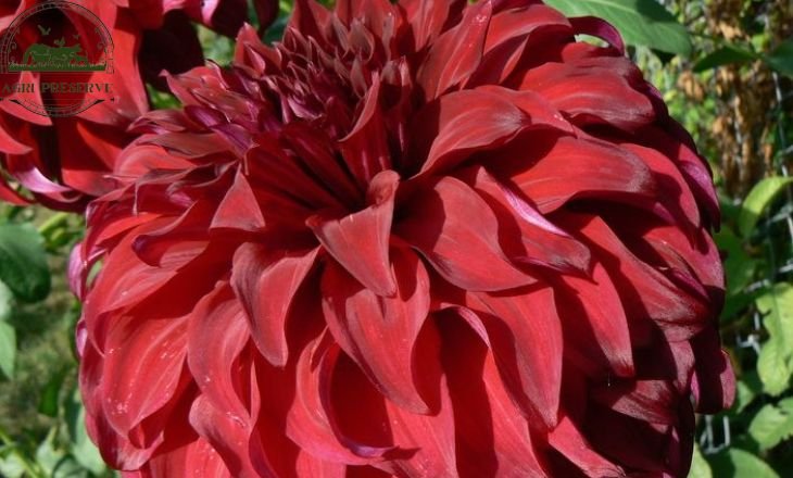 When Do Dahlias Bloom