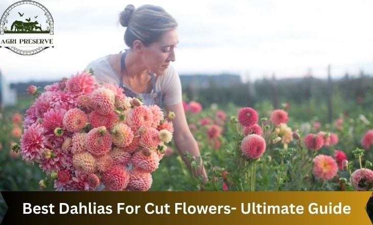 Best Dahlias For Cut Flowers- Ultimate Guide