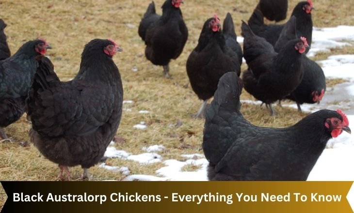 Black Australorp Chickens - Everything You Need To Know