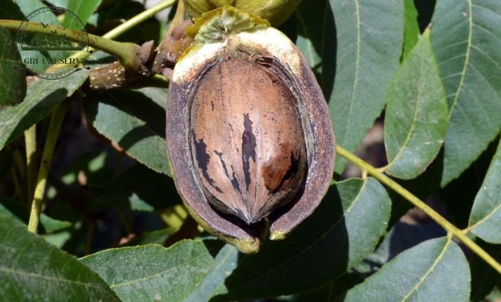 foraging hickory nuts