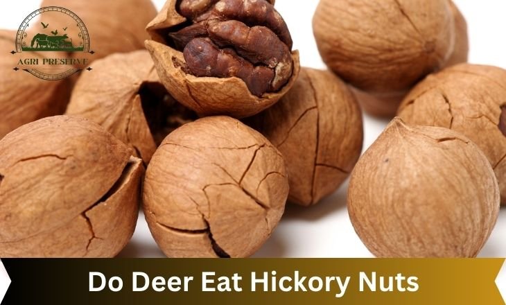 Do Deer Eat Hickory Nuts