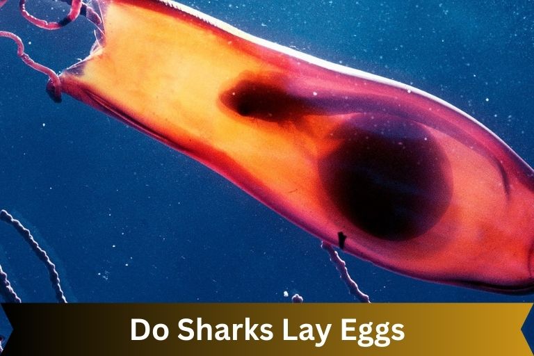 Do Sharks Lay Eggs