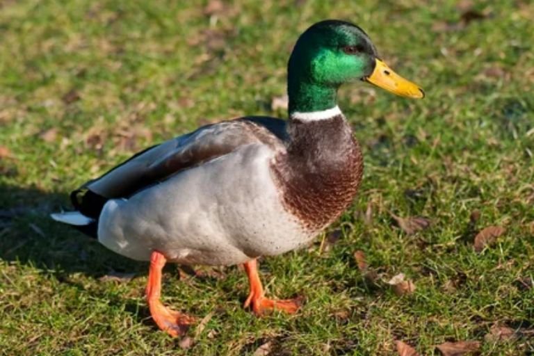 Dutch Hookbill Ducks