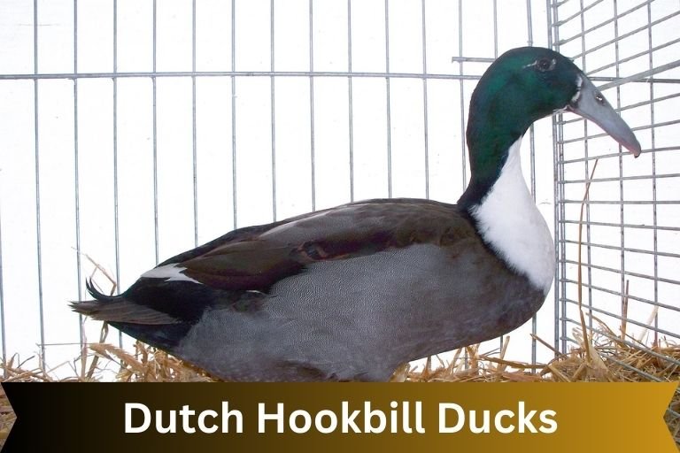 Dutch Hookbill Ducks