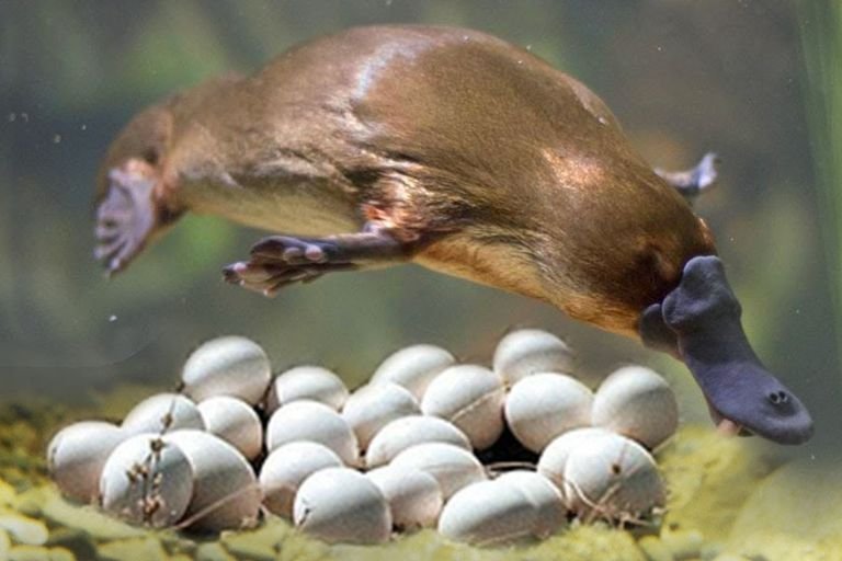 Mammals That Lay Eggs