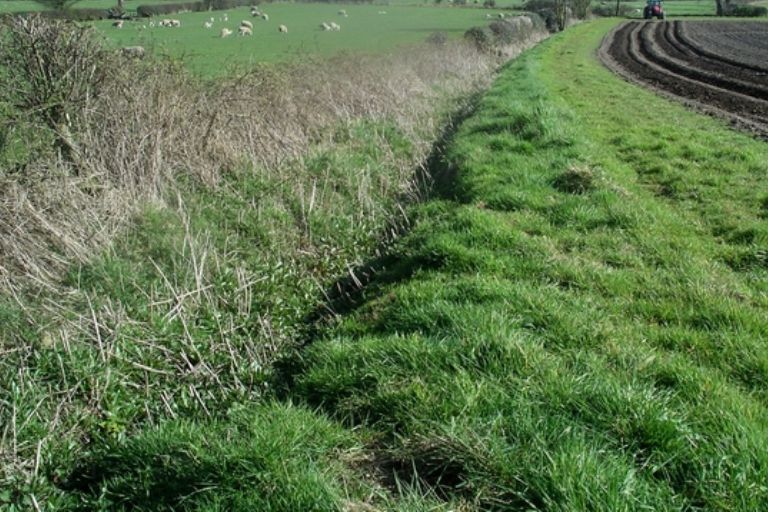 Mixed Crop Farming