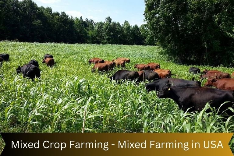 Mixed Crop Farming - Mixed Farming in USA