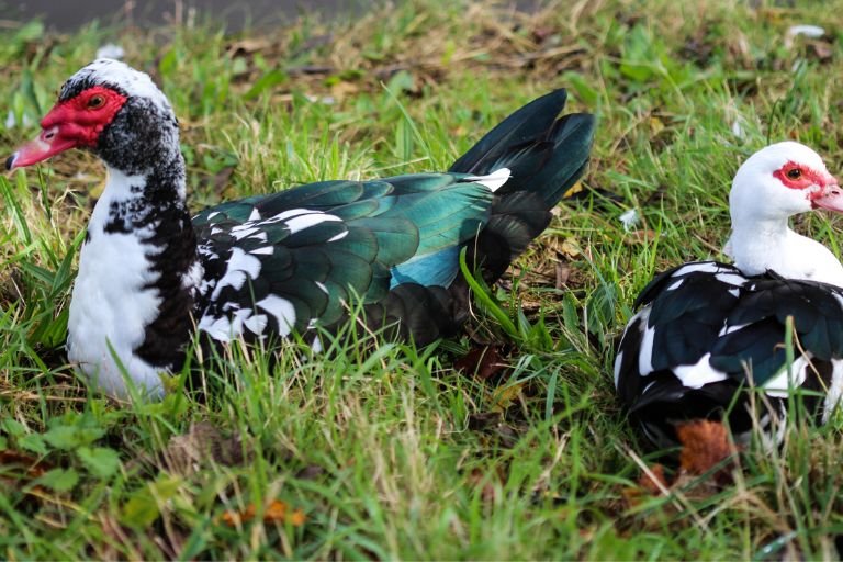 Muscovy Duck 