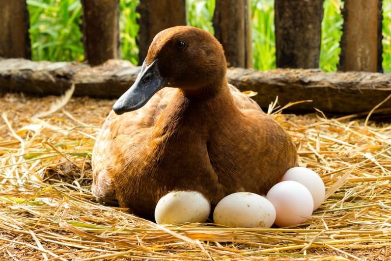 Duck Egg Laying Age