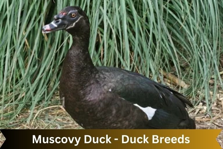 Muscovy Duck - Duck Breeds