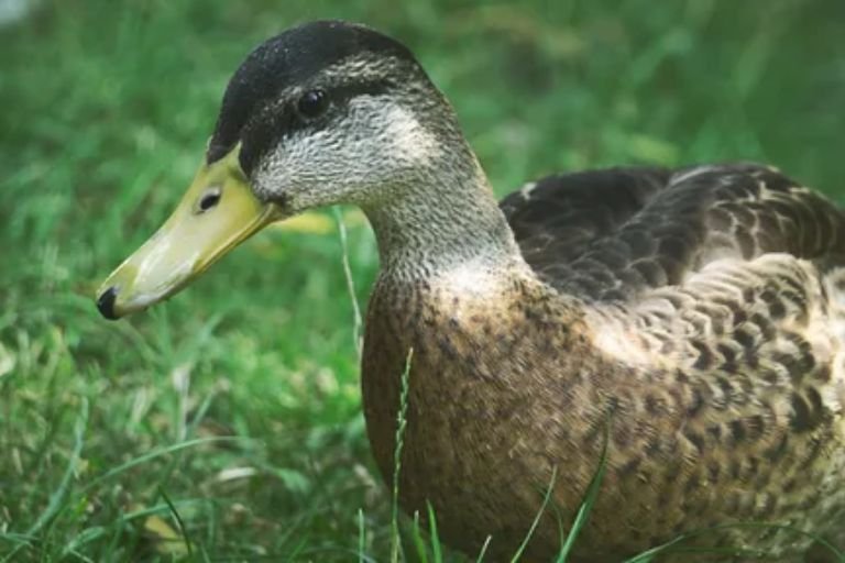 Ducks Adaptations