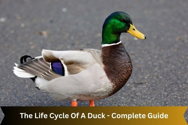 The Life Cycle Of A Duck - Complete Guide