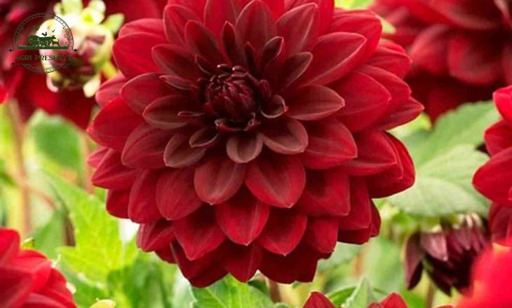 Types Of Dahlias