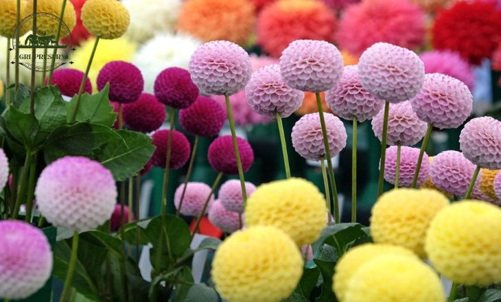 Pompon Dahlias