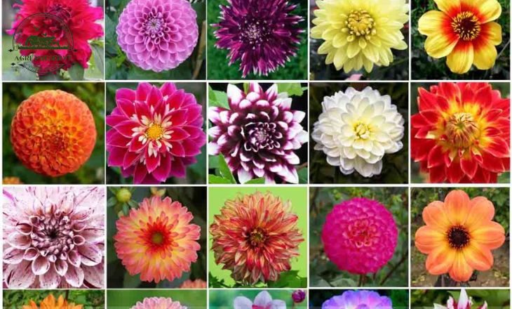 Types Of Dahlias