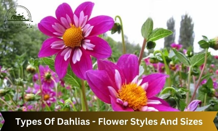 Types Of Dahlias - Flower Styles And Sizes