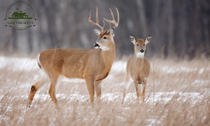 mule deer vs whitetail