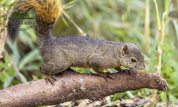 Types Of Squirrels