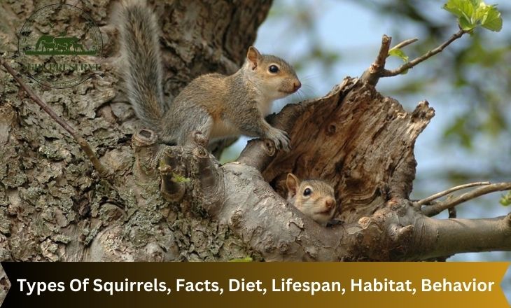 Types Of Squirrels, Facts, Diet, Lifespan, Habitat, Behavior