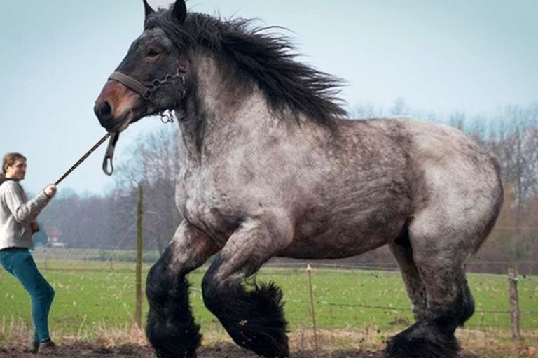 Ultimate Guide To Horse Breeds