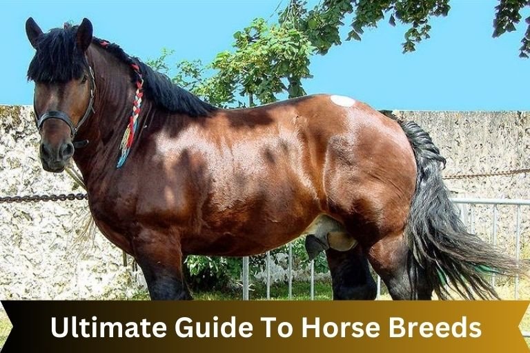 Ultimate Guide To Horse Breeds