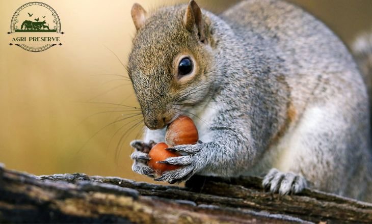 What Do Squirrels Eat