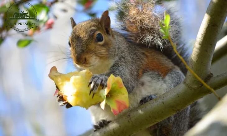 Do Squirrels Like Apples