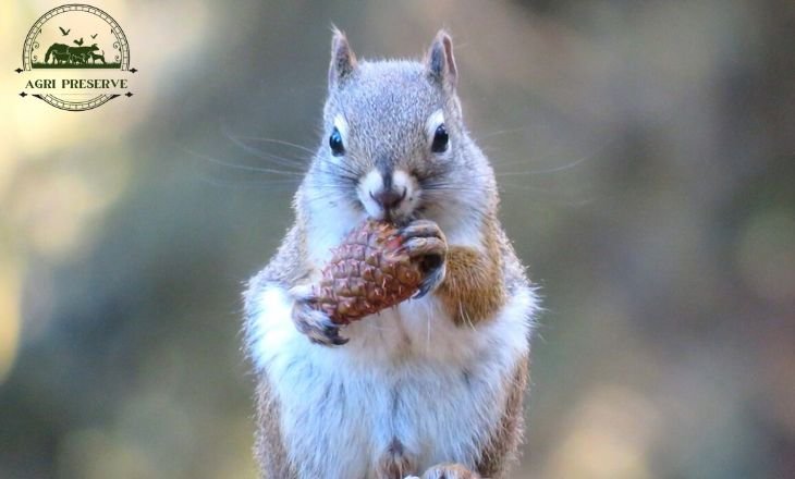 Squirrel Eating Pine Cone