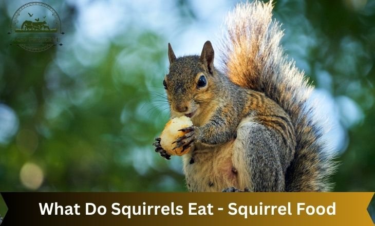 What Do Squirrels Eat - Squirrel Food