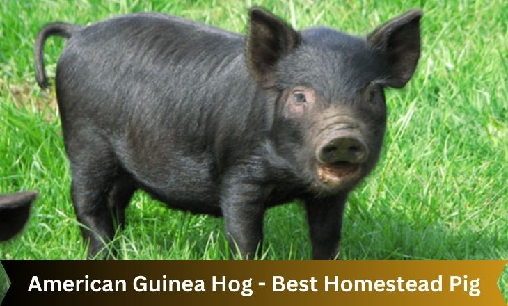 American Guinea Hog - Best Homestead Pig