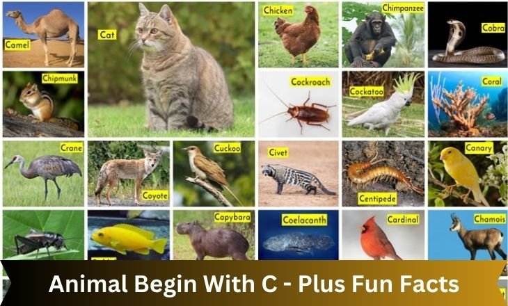 Animal Begin With C - Plus Fun Facts