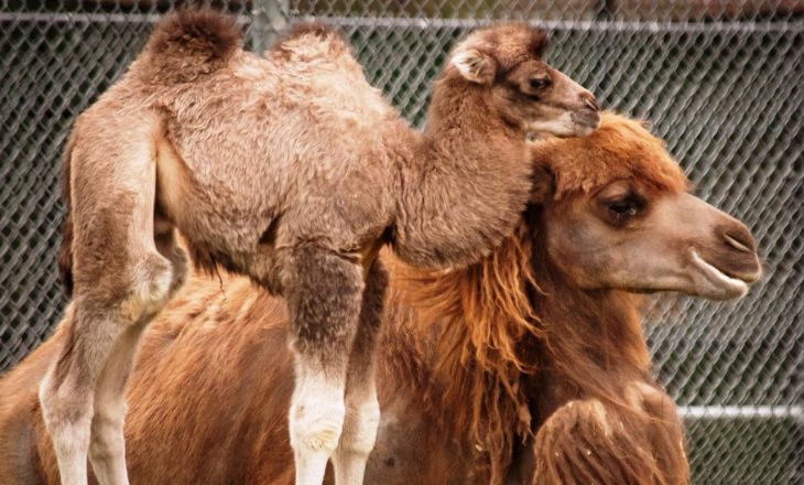 Bactrian-Camel-Breeds-Of-Livestock