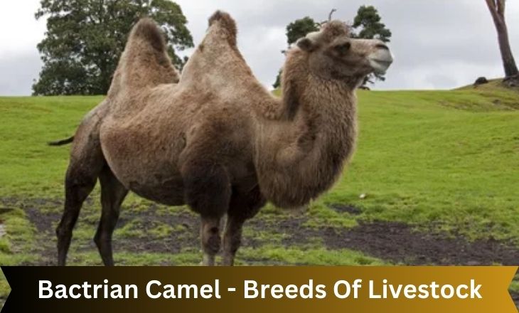 Bactrian Camel