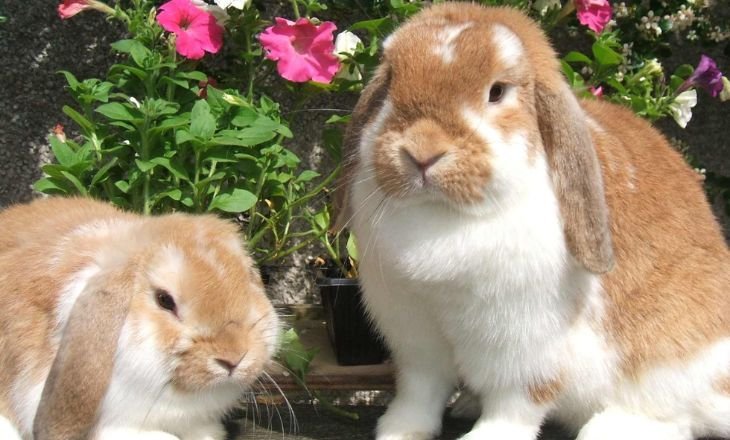 Best-Rabbit-Breeds-Rabbits-In-US-1