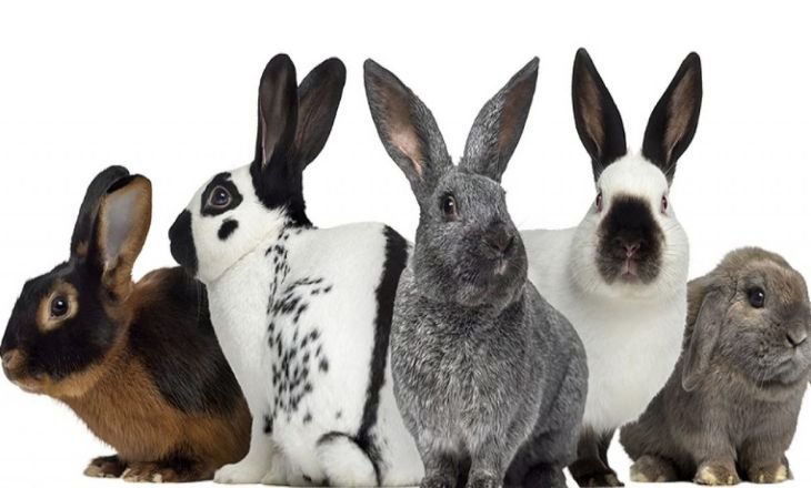 Best Rabbit Breeds - Rabbits In US